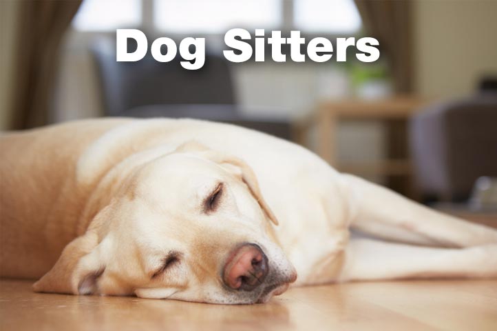 ForWalks.co.uk directory of professional dog sitters